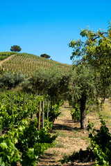 Naklejka premium landscape of vineyards in the Priorat wine region in Tarragona in Spain