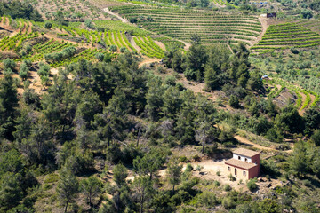 Fototapeta premium landscape of vineyards in the Priorat wine region in Tarragona in Spain