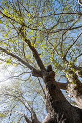 giant sycamore tree