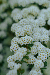 close up of a flower of a plant