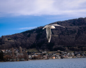 Fototapeta na wymiar Flying seagull on a blurred background - selective focus