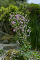  The Fauna and flora in macro and close-up photography St Stephen’s Green Park, Dublin, Ireland, spectacular scenery in sunny day