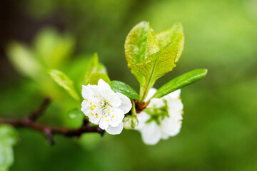 white cherry blossom