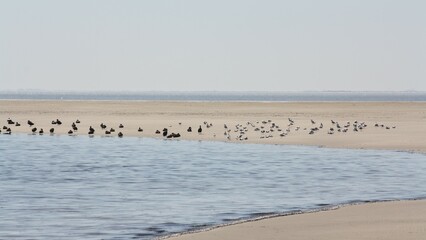 Fototapeta na wymiar Ducks and seagulls on the dune in front of Borkum - Enten und Möven auf der Düne von Borkum
