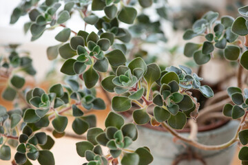 Aichryson Bethencourtianum leaves close-up. Rare decorative desert plant.
