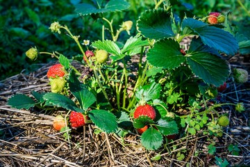 Garden strawberries in the garden on a summer evening.