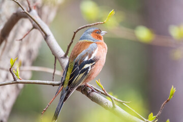 Common chaffinch, Fringilla coelebs, sits on a tree. Common chaffinch in wildlife.