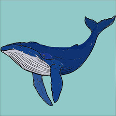 vector de ballena azul