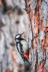 Little woodpecker sits on a tree trunk. The great spotted woodpecker, Dendrocopos major