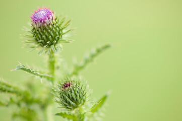 Close up of a thistle flower.
Flowering thistle flower on a green blurred background with copy space for text.
