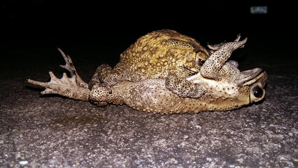 Mating toads you've never seen