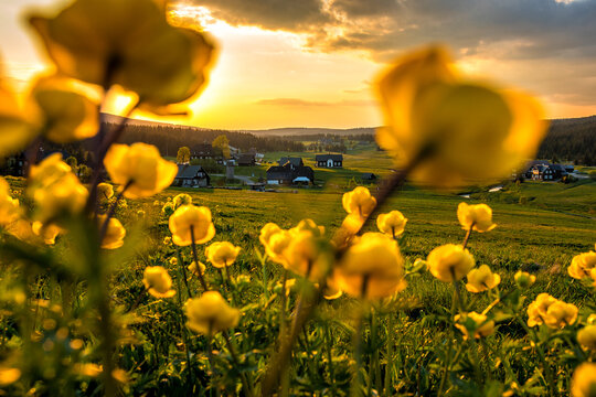 Aunset on a flowering meadow in the Jizera colony, Czech Republic