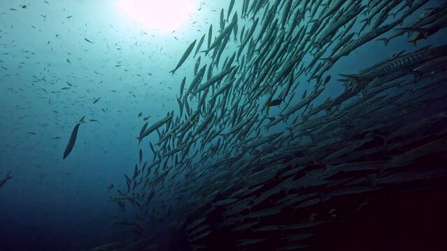 Under Water Film footage - large schools of Barracuda fish merging together at ocean floor - under angled scene - Sail Rock island in Thailand