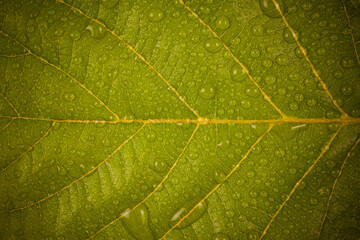 Water droplets on a yellow leaf.