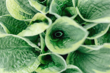 Obraz premium Juicy green bright leaf for green background.