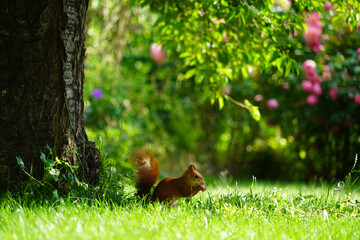 A red squirrel sits up in a garden and eats sunflower seeds. The roses are blooming in the background