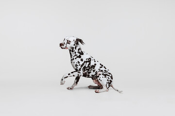 Young beautiful thoroughbred Dalmatian dog posing isolated over gray studio background. Concept of breed, vet, beauty, animal haelth and life, care.