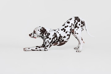 One adorable thoroughbred Dalmatian dog posing isolated over gray studio background. Concept of breed, vet, beauty, animal haelth and life, care.
