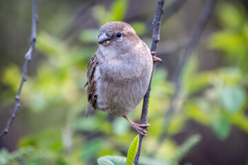 Sparrow sitting on a green branch in spring. Sparrow with playful poise on branch in spring or summer