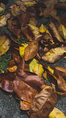 fallen autumn leaves