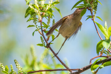 Common chiffchaff, lat. phylloscopus collybita, sitting on branch of bush in spring and looking for food