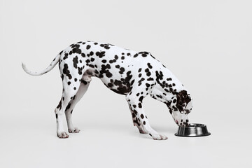 Young beautiful purebred dog, Dalmatian eating from bowl isolated over gray studio background. Concept of breed, vet, beauty, animal haelth and life, care.