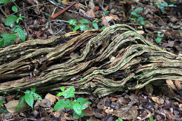 Liane (French: liane) of a bizarre curved shape lying on the ground in a subtropical forest against a background of dry leaves. Nature flora plant world.