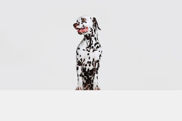 One adorable thoroughbred Dalmatian dog posing isolated over gray studio background. Concept of...