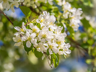 White blossoming apple trees. White apple tree flowers