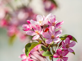 Fresh pink flowers of a blossoming apple tree with blured background