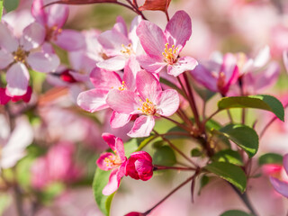 Fresh pink flowers of a blossoming apple tree with blured background