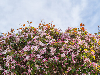 Obraz na płótnie Canvas Fresh pink flowers of a blossoming apple tree on blue cloudy sky background