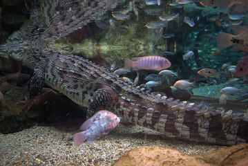 Nile crocodrile in aquarium. Crocodylus niloticus