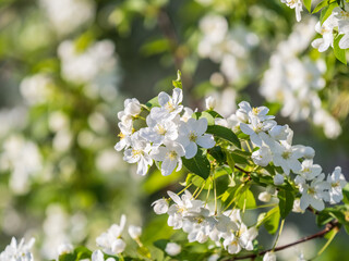 White blossoming apple trees. White apple tree flowers
