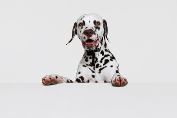 Half-length portrait of cute puppy of Dalmatian dog isolated over grey studio background. Concept of breed, vet, beauty, animal haelth and life, care.