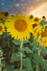 Field of sunflowers in a summer landscape at sunset. Sunflower oil crop. Vertical photograph.
