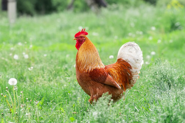 A rooster and a free-range chicken on the grass in the countryside..