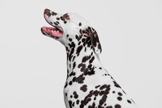 Profile view of elegant Dalmatian dog looking up isolated over grey studio background. Concept of breed, vet, beauty, animal haelth and life, care.