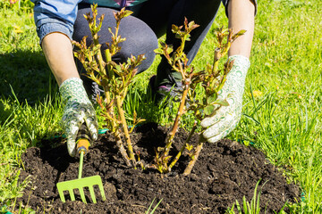 Female hands in gloves loosen the soil with a small garden rake around a garden rose bush.