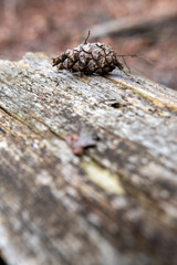pine tree bark