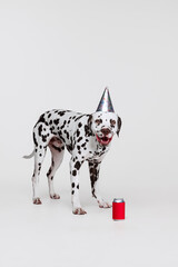Cute funny purebred dog, Dalmatian tasting lemonade isolated over gray studio background. Concept of breed, vet, beauty, animal haelth and life, care.