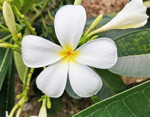 white frangipani flower isolated defocused image