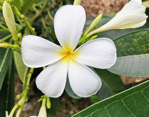 Fototapeta premium white frangipani flower isolated defocused image