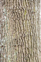 Obraz premium texture