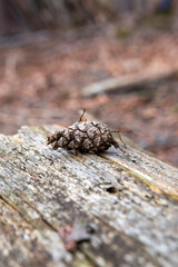 close up of cone