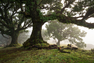 The ancient fairy forest of Fanal on a misty day, an beautiful landscape with impressive laurel...