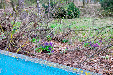 Flower farm with purple flowers behind a green wooden fence. Spring flowers in a clearing.
