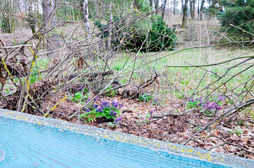 Flower farm with purple flowers behind a green wooden fence. Spring flowers in a clearing