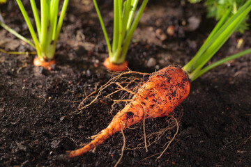 Closeup of a ripe carrot.