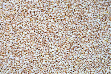 Barley grain for background. Close up